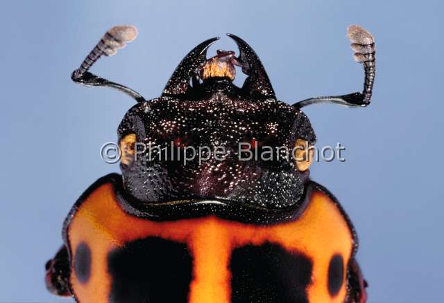 Homoderus mellyi femelle.JPG - Homoderus mellyi (Portrait)Lucane femelleStag beetleColeopteraLucanidaeCameroun